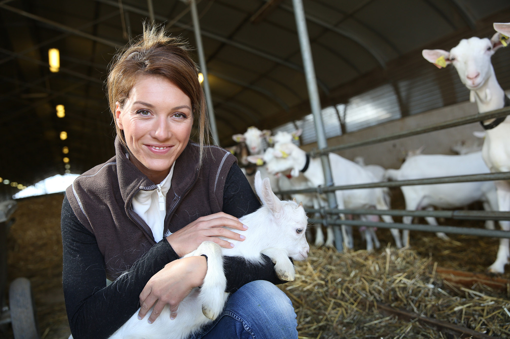 Dairy goats in a barn