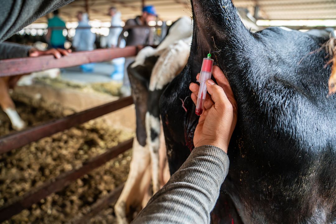 Blood sample being drawn from a cow