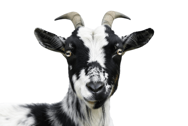 Goats