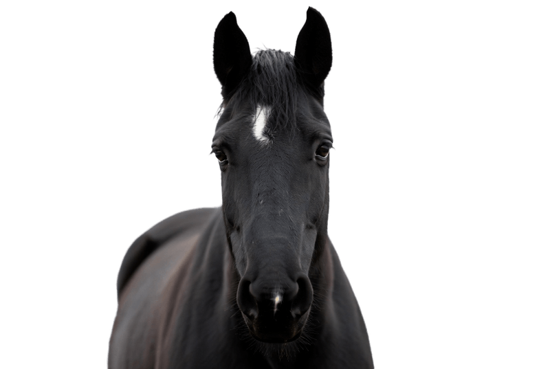 Equine