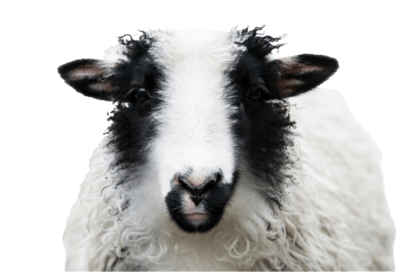 Sheep