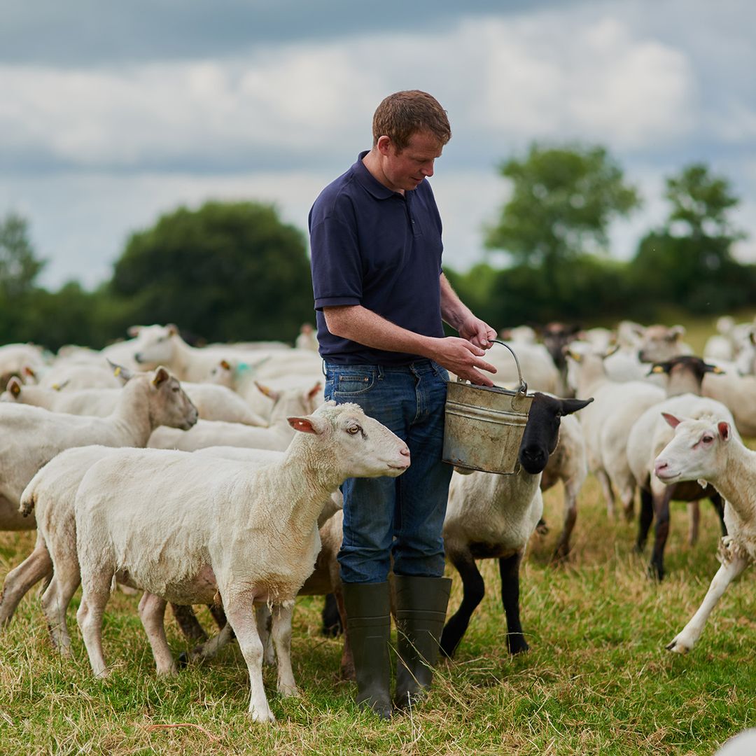 Shepherd feeding a flock of sheep