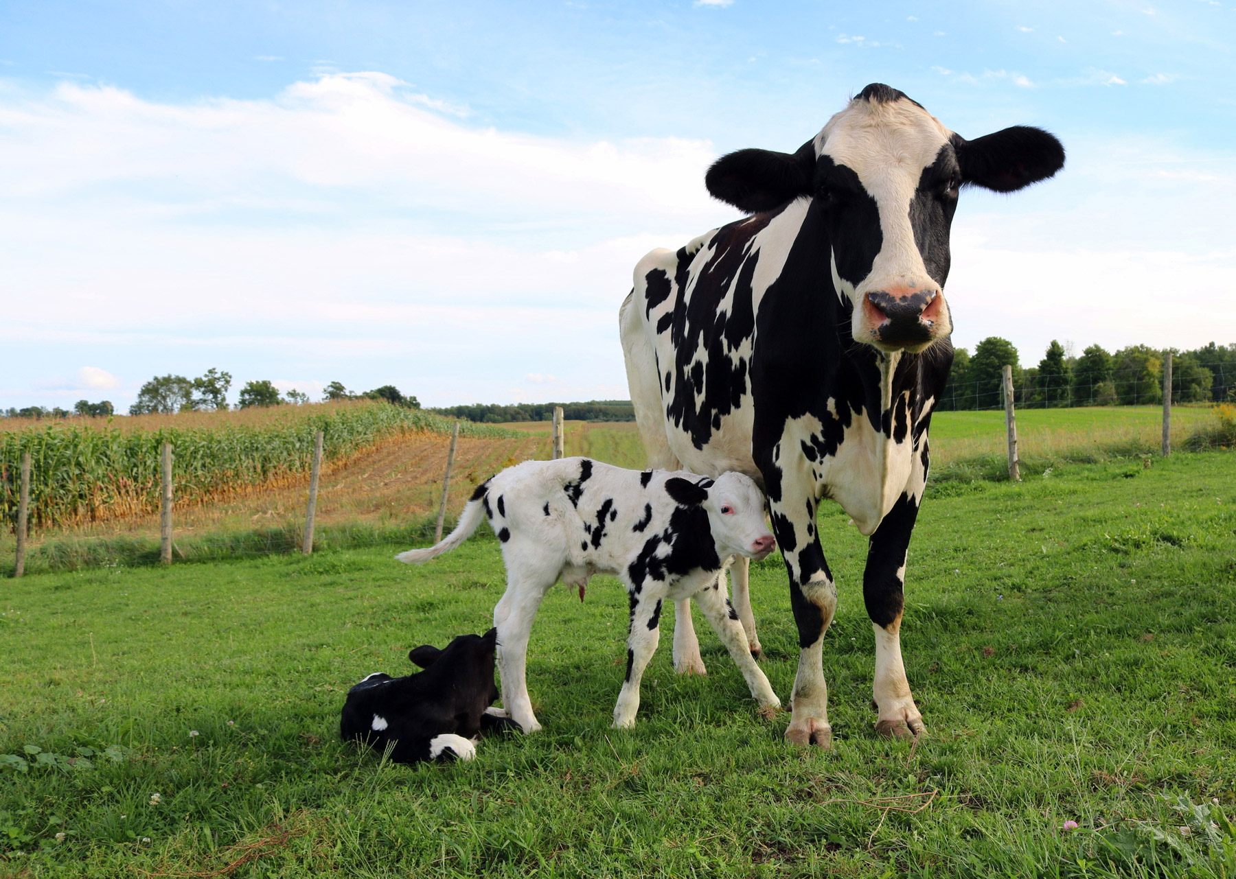 Artificial Insemination School